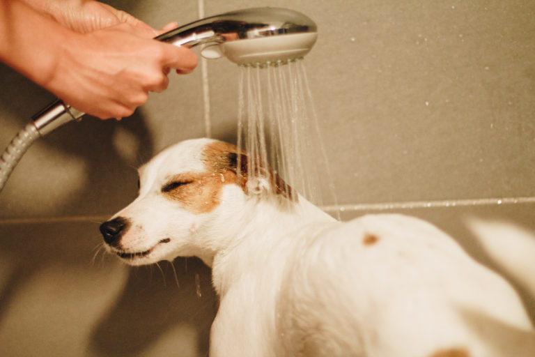 Hunde richtig duschen mit Shampoo Hunde Blog